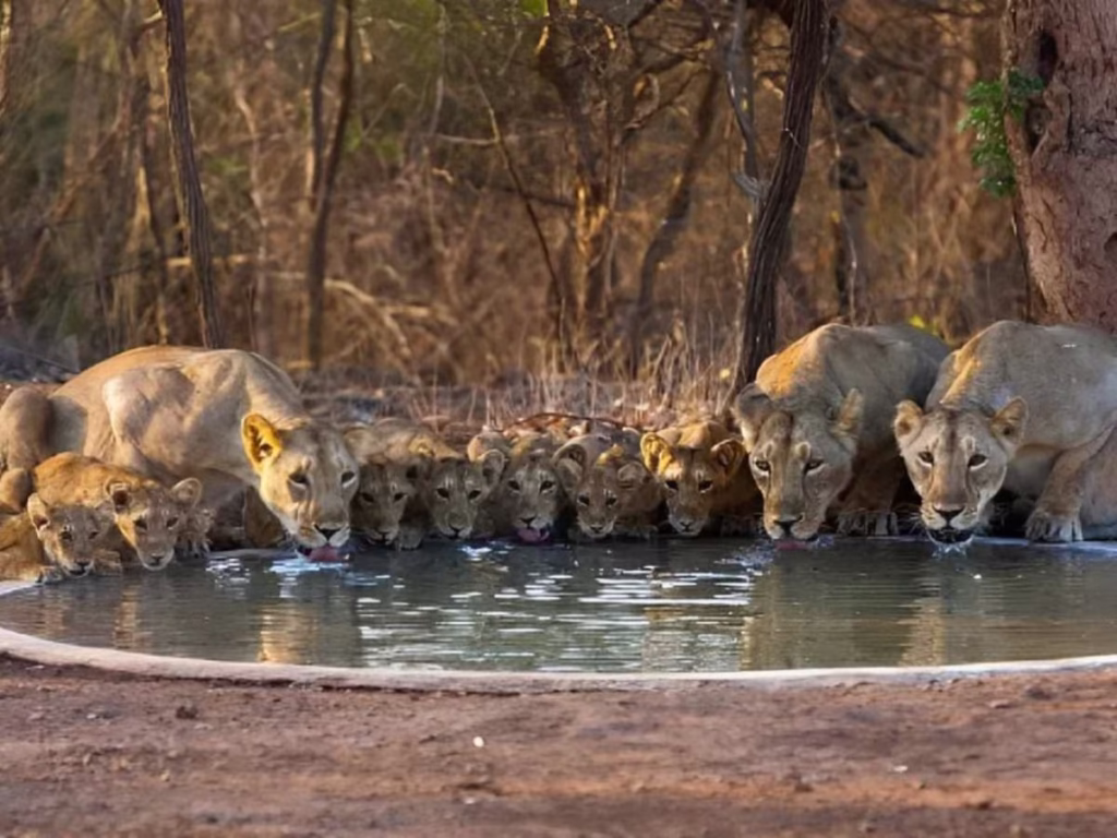 Sakkarbaug near sasaan
