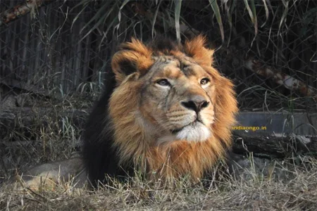 Sakkarbaug Beauty sasan